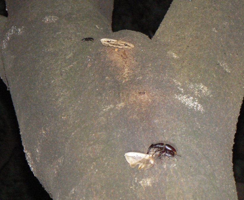 シラカシ_コクワガタ オスグロトモエ ノコギリクワガタのペア カキバトモエ_200910